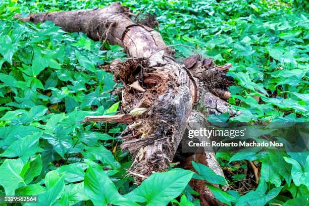 Fallen Tree In Jungle Fallen Tree Jungle Photos and Premium High Res Pictures - Getty Images