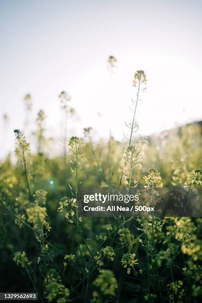 close-up of flowering plants on field against sky,spain - nature close up stock-fotos und bilder