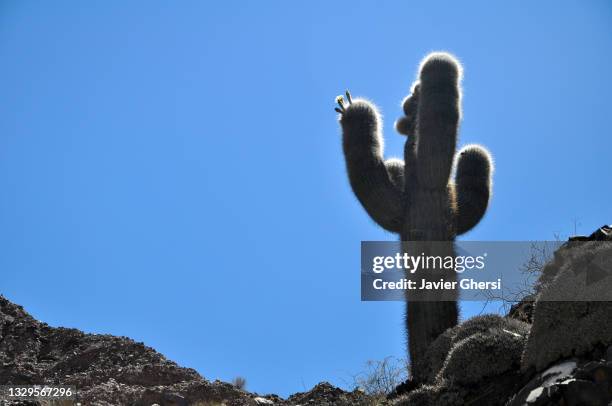 cactus en el cerro de los siete colores, purmamarca, jujuy, argentina. - cerro de los siete colores stock-fotos und bilder