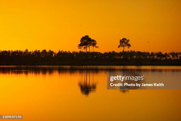 everglades sunset - sunrise fort lauderdale 個照片及圖片檔