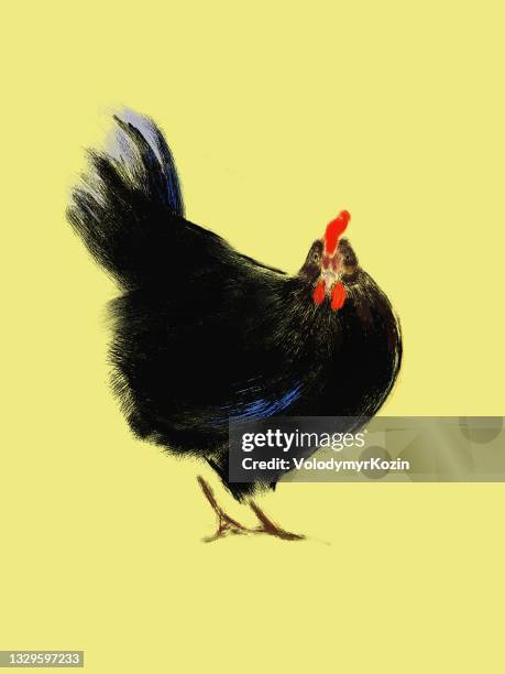 picturesque illustration of a black chicken - scared chicken stock illustrations