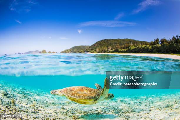 a above below view  sea turtle swimming in clean clear blue waters by an island - sea turtle stock pictures, royalty-free photos & images