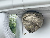 Wasp Nest Attached To Home