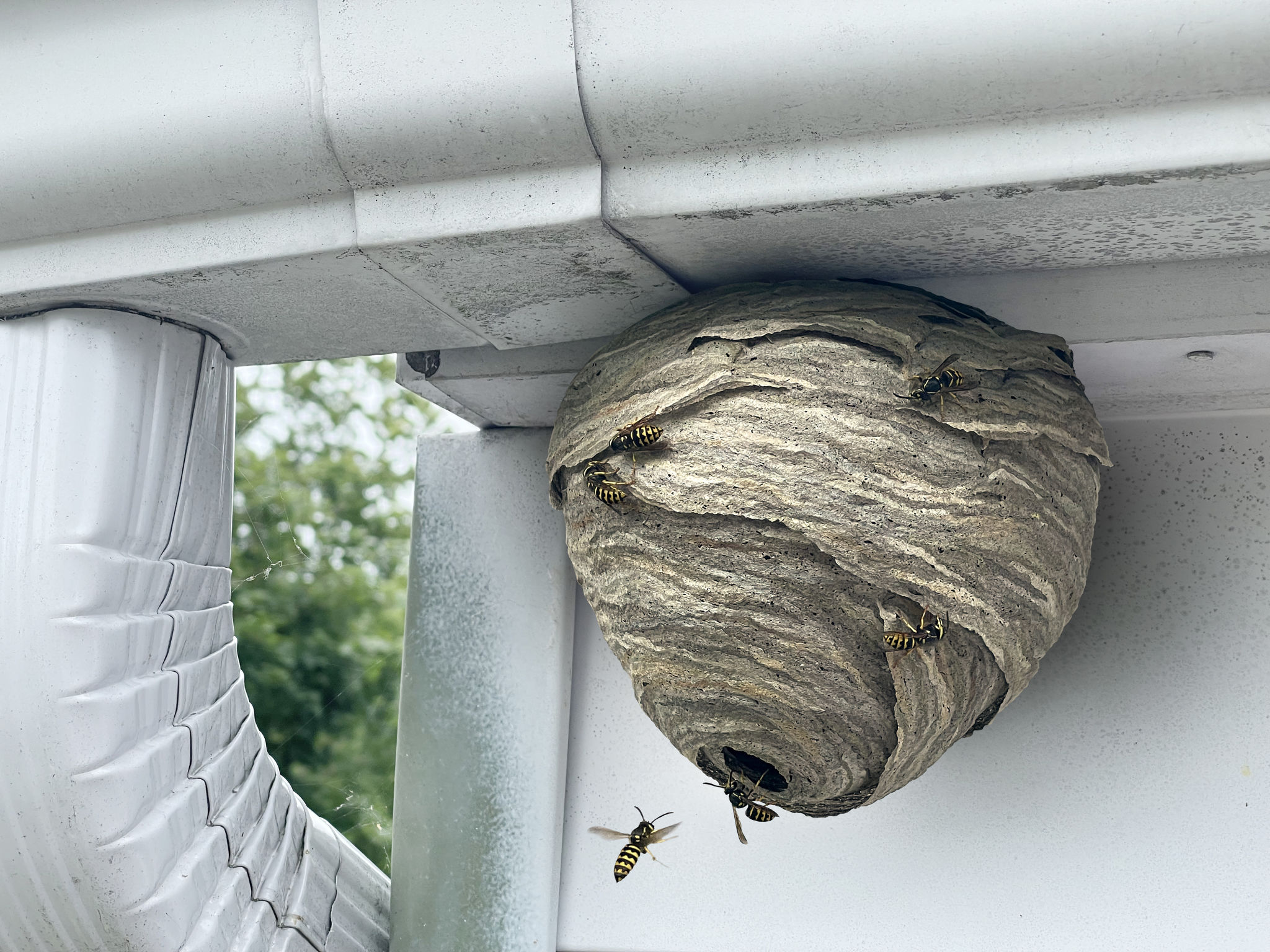 wasp nest