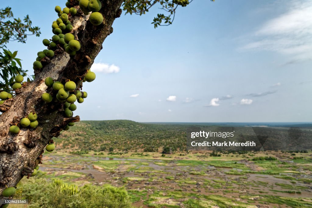 False Marula Tree Marula Fruit High-Res Stock Photo - Getty Images