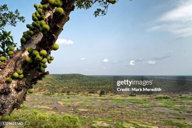 Marapa Tree 65 Marula Tree Stock Photos, High-Res Pictures, and Images - Getty Images