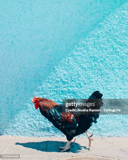 rooster walking on the street - rooster stock pictures, royalty-free photos & images