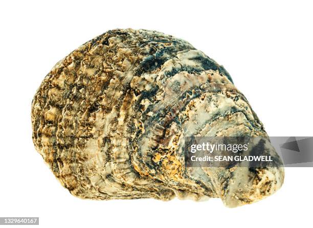 Oyster Shell Back Oystershell Photos and Premium High Res Pictures - Getty Images
