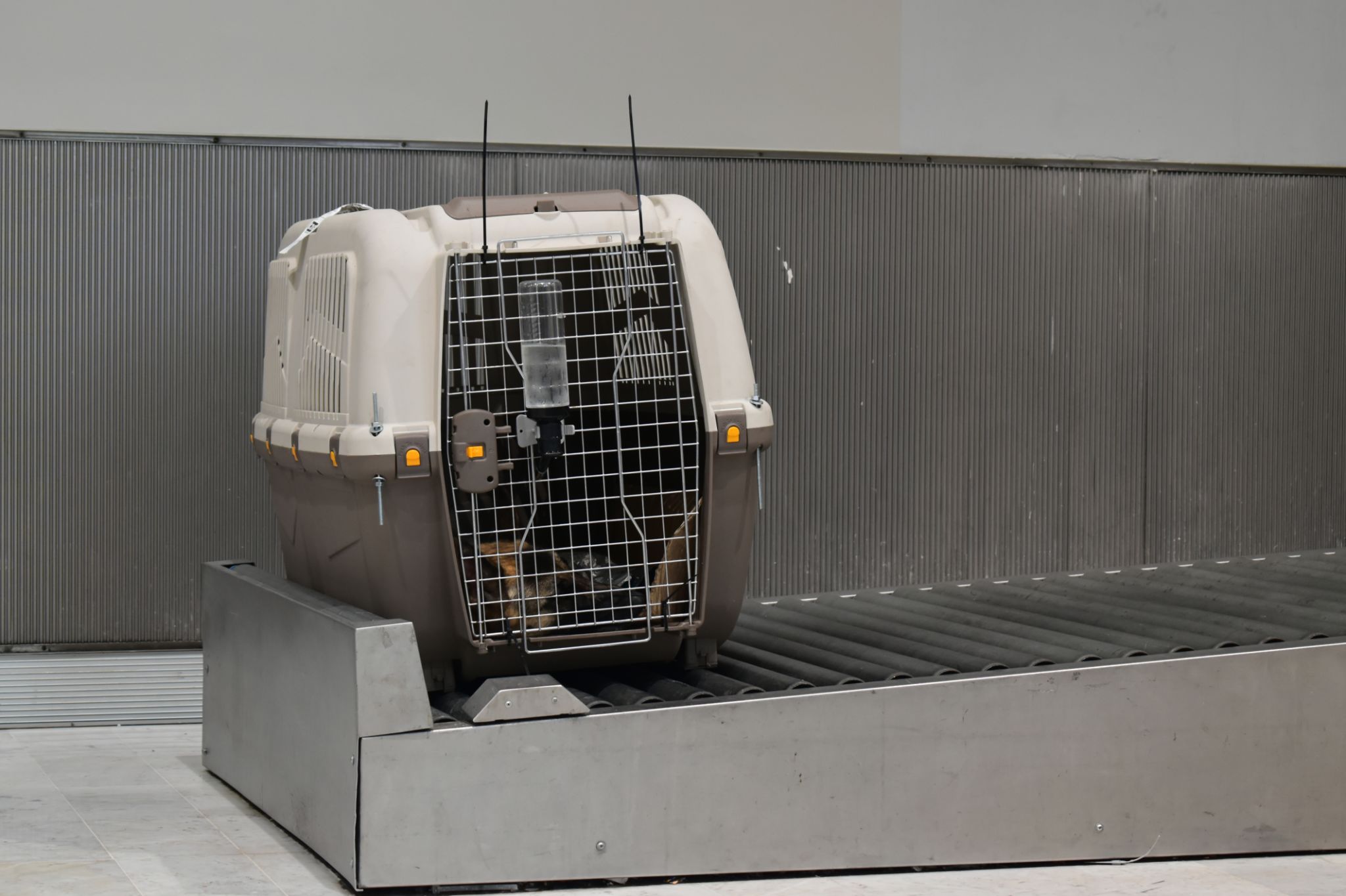 innovative pet crates