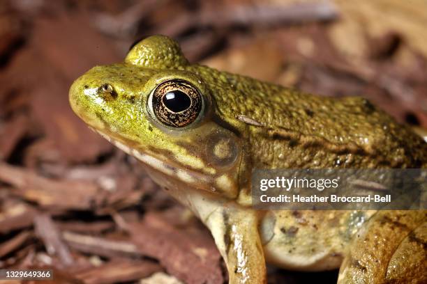 green frog (lithobates clamitans) - amphibian stockfoto's en -beelden