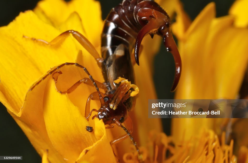 Earwig (Dermaptera sp.)