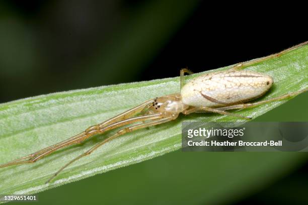 long-jawed orbweaver spider (tetragnatha sp.) - cephalothorax stock pictures, royalty-free photos & images