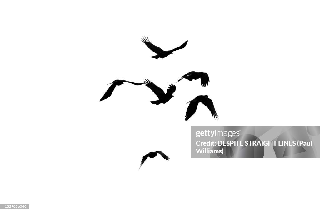 This flight tonight (Corvus corone in flight)