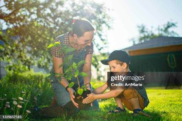 family planting a tree - planting a tree stock pictures, royalty-free photos & images