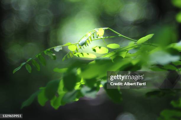 blätter im sonnenlicht - tropischer baum stock-fotos und bilder