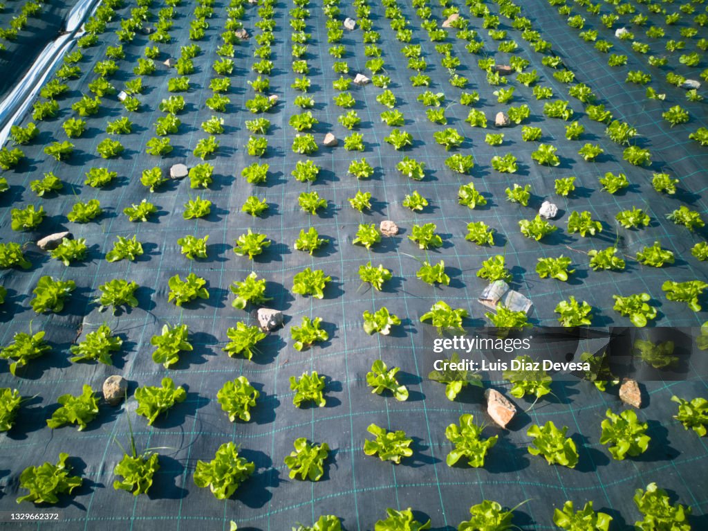 Lettuce plantation outdoors