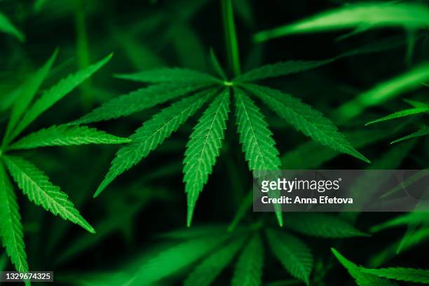 cannabis growing outdoors. close-up - marijuana design imagens e fotografias de stock