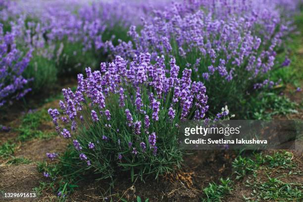 lavender bushes on the field - lavendel plant stockfoto's en -beelden