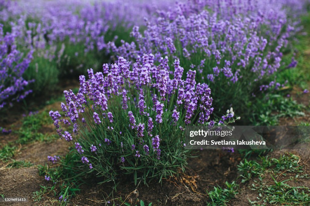 Lavender bushes on the field