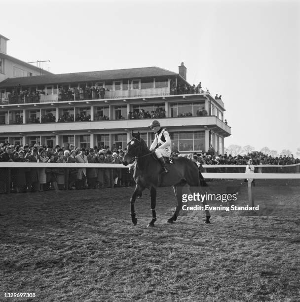 Irish thoroughbred racehorse Mill House with jockey Willie Robinson up, at the Cheltenham Gold Cup, UK, March 1965. The horse came in 2nd place.