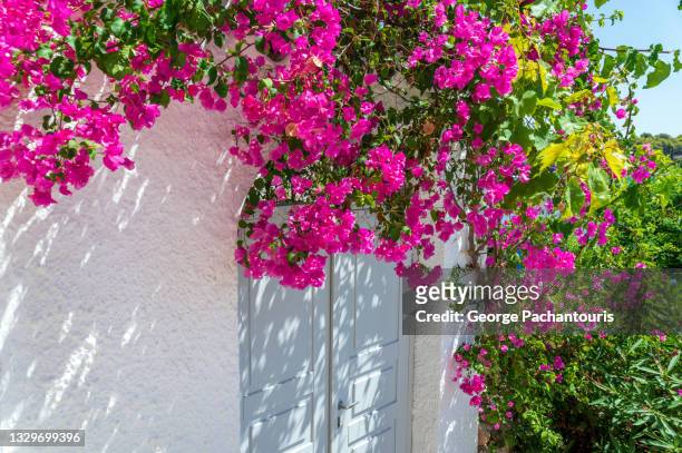 bougainvillea tree over a door entrance in greece - bougainvillea stock-fotos und bilder