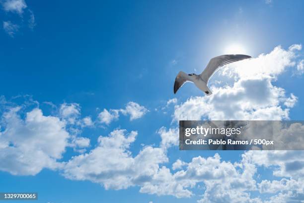 low angle view of seagull flying against sky - florida estados unidos stock-fotos und bilder