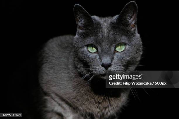 close-up portrait of cat against black background - russian blue katt bildbanksfoton och bilder