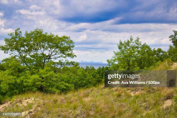 trees on field against sky - ava hardy stock pictures, royalty-free photos & images