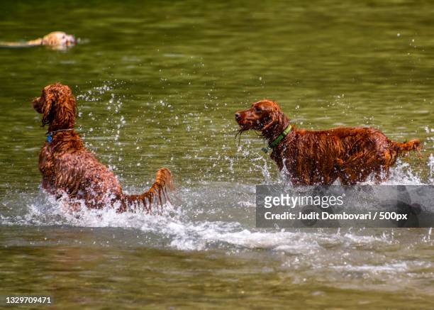 two dogs running in the river,port moody,british columbia,canada - irischer setter stock-fotos und bilder