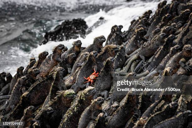 high angle view of rock formation at sea,ecuador - îles galapagos photos et images de collection