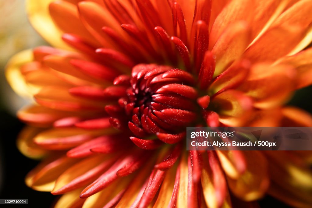 Close-up of orange dahlia