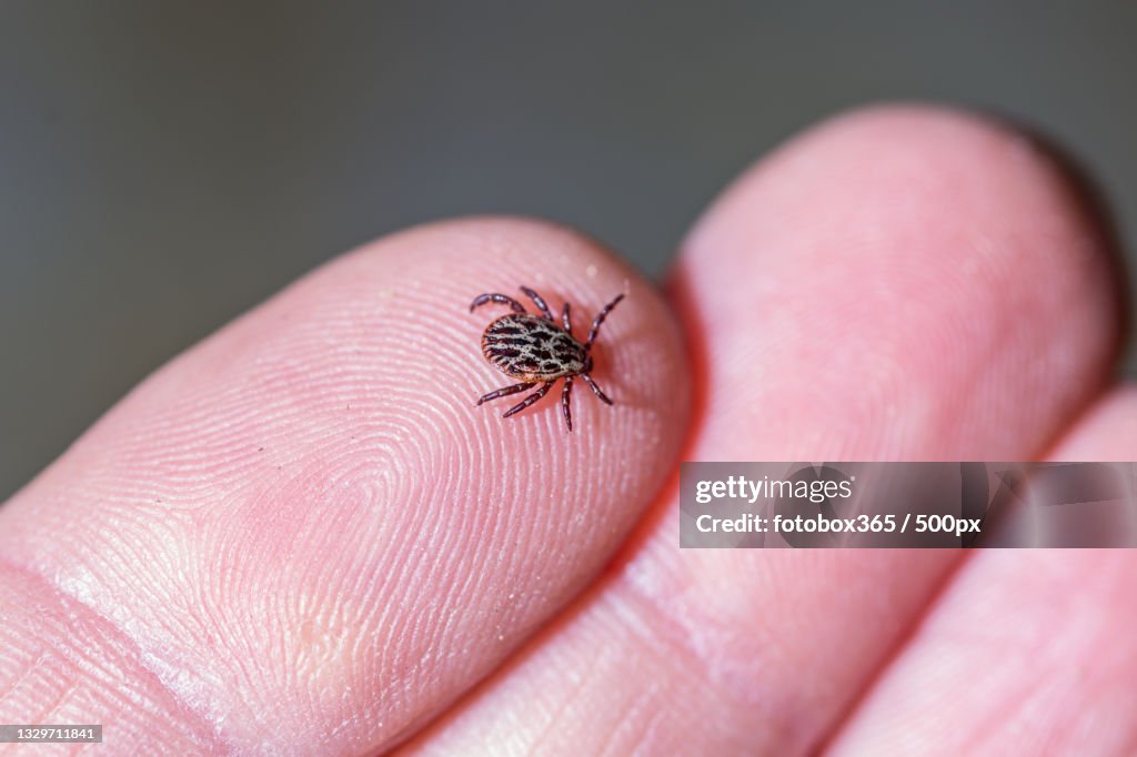 Small Insect On Hand Closeup Of Insect On Hand High-Res Stock Photo - Getty Images