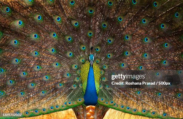 close-up of peacock with fanned out feathers,yala national park,sri lanka - pavone foto e immagini stock
