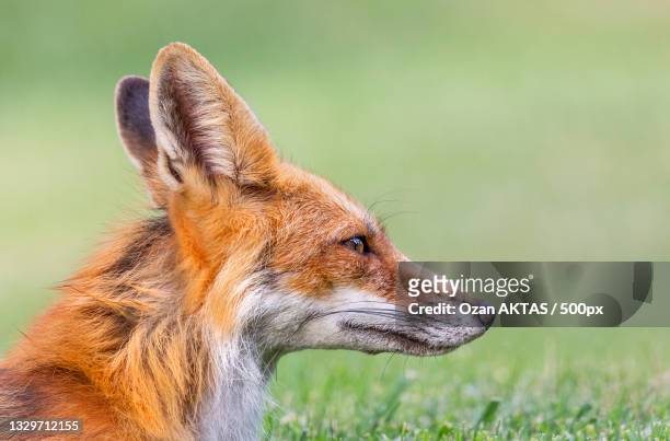 close-up of red fox looking away while standing on field - fox ストックフォトと画像