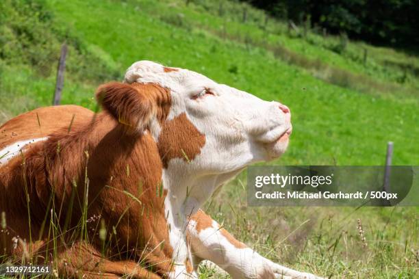 close-up of cows on field - michael gerhardt stock pictures, royalty-free photos & images