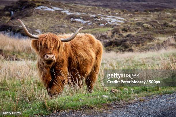 portrait of highland cattle standing on field,elgol,isle of skye,united kingdom,uk - highland cow stockfoto's en -beelden