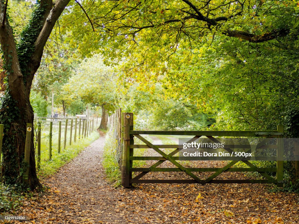 Trees in park during autumn,United Kingdom,UK