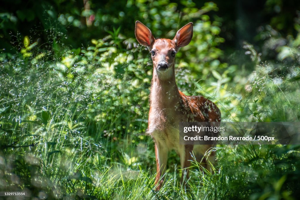 Portrait of deer standing on field