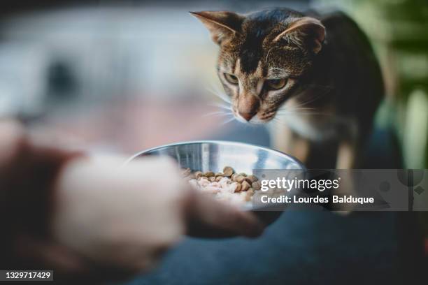 feeding the cat - katzenfutter stock-fotos und bilder