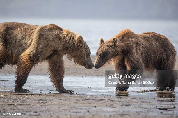 side view of bear walking in lake - homer alaska stockfoto's en -beelden