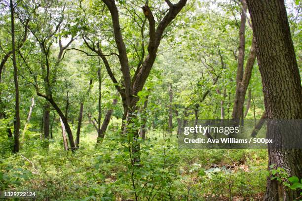 trees in forest - ava hardy stock pictures, royalty-free photos & images