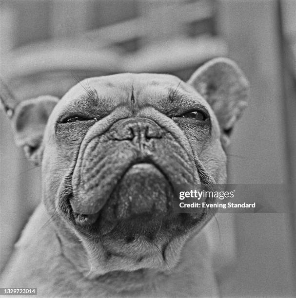 Benhooks Cider Cup, a Pedigree male French Bulldog, UK, 26th May 1965.