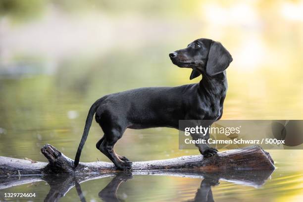 close-up of black dachshund sitting on rock in lake - dachshund stock pictures, royalty-free photos & images