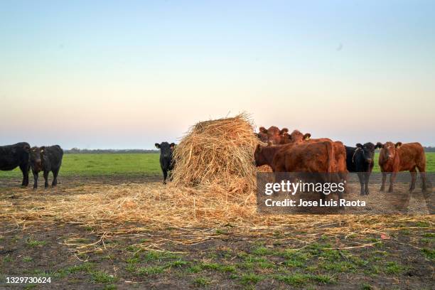 cows in herd grazing in natural field on sunny day - stroh stock-fotos und bilder