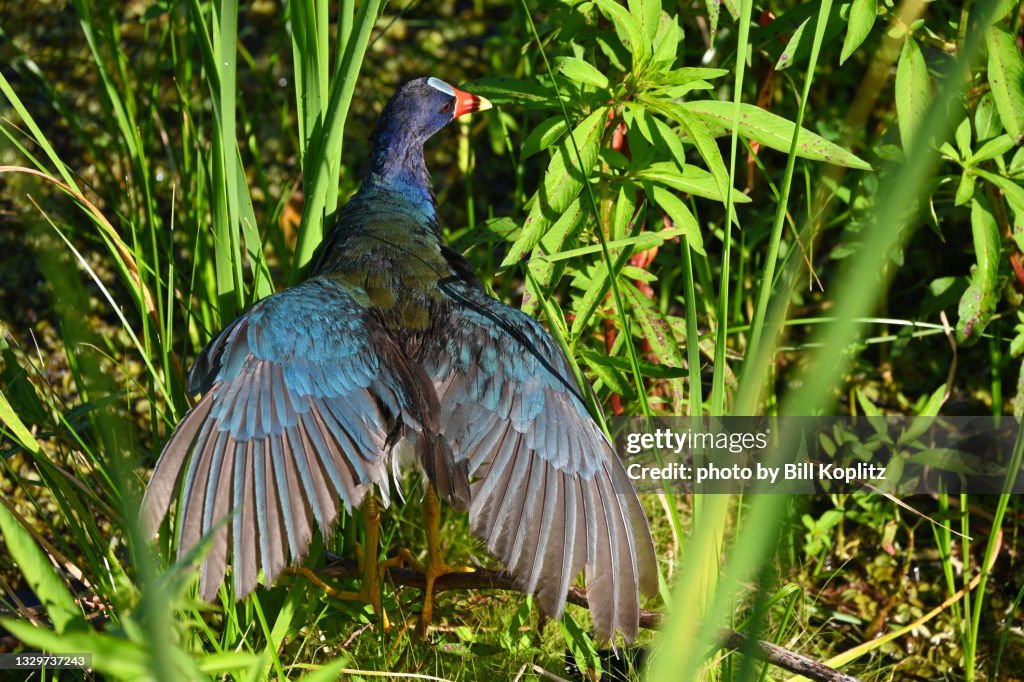 Purple Gallinule