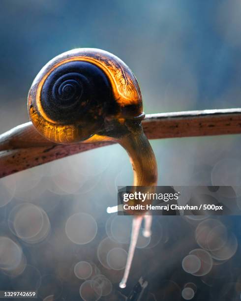 close-up of snail on metal,india - slugs stock-fotos und bilder