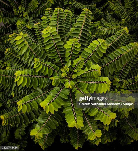 full frame shot of leaves - nathaniel woods stock pictures, royalty-free photos & images