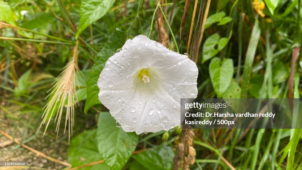 Close-up of wet white flower,Pessac,France