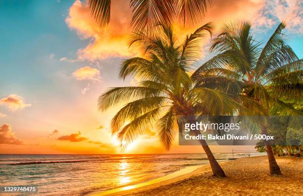 silhouette of palm trees on beach against sky during sunset,goa,india - goa beach bildbanksfoton och bilder