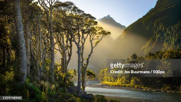 scenic view of lake amidst trees against sky,fiordland national park,new zealand - forest new zealand stock-fotos und bilder